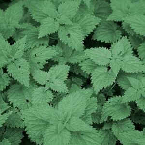 Žihľava - Naturálna voda- Urtica dioica 1 l