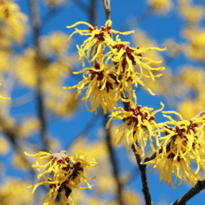 Naturálna voda Hamamel - Hamamelis Virginiana Floral Water 1 l
