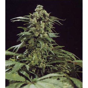 G13 x Skunk 18  ks štandardizovaná semienka Mr. Nice