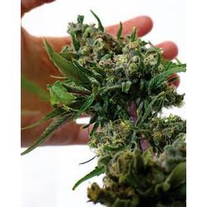 Blue Cheese – feminizované semienka 3 ks Barney's Farm