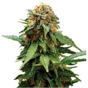Tangerine Dream – feminizované semienka 5 ks Barney Farms