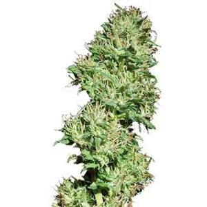 Utopia Haze – feminizované semienka 10 ks Barney Farms