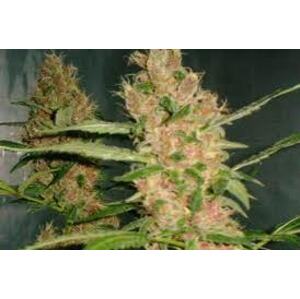 Laughing Buddha – feminizované semienka 10 ks Barney's Farm