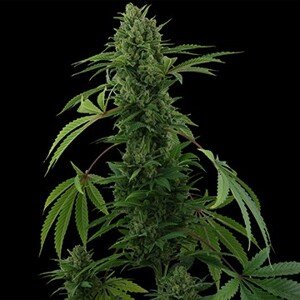 Pineapple Express – 3 autoflower semienka Barney's Farm