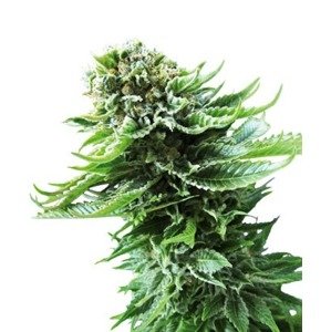 Northern Lights Automatic - feminizované a autoflowering semienka 3ks Sensi Seeds