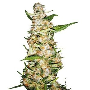 Skunk  1 Automatic -  autoflowering semienka 10ks Sensi Seeds