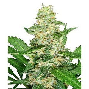 Super Skunk Automatic -  autoflowering semienka 10ks Sensi Seeds