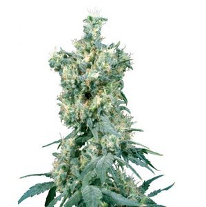 American Dream 10 ks štandardizované feminizované semená Sensi Seeds