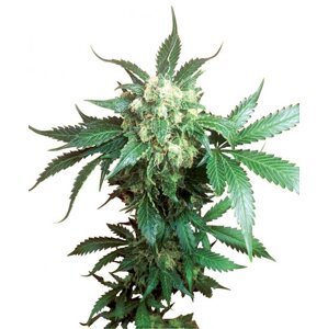 Black Domina 10 ks štandardizované feminizované semená Sensi Seeds