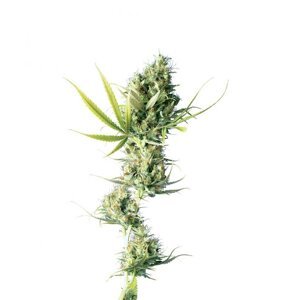 Durban 10 ks štandardizované feminizované semená Sensi Seeds