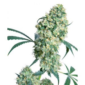 Ed Rosenthal Super Bud 10 ks štandardizované feminizované semená Sensi Seeds