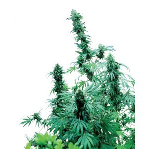 Early Skunk 10 ks štandardizované feminizované semená Sensi Seeds