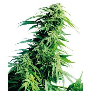 Hindu Kush 10 ks štandardizované feminizované semená Sensi Seeds