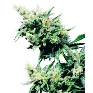 Hash Plant 10 ks štandardizované feminizované semená Sensi Seeds