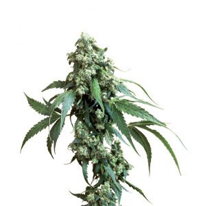 Jack Flash 10 ks štandardizované feminizované semená Sensi Seeds