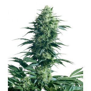Mother 's Finest 10 ks štandardizované feminizované semená Sensi Seeds