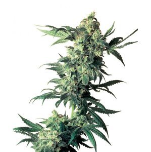 Northern Lights 10 ks štandardizované feminizované semená Sensi Seeds