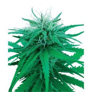 Ruderalis Indica 10 ks štandardizované feminizované semená Sensi Seeds