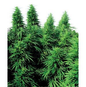 Ruderalis Skunk 10 ks štandardizované feminizované semená Sensi Seeds
