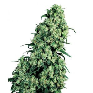 Skunk N.1 10 ks štandardizované feminizované semená Sensi Seeds