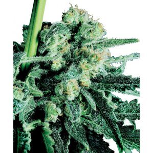 Sensi Skunk 10 ks štandardizované feminizované semená Sensi Seeds