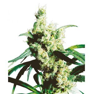 Silver Haze 10 ks štandardizované feminizované semená Sensi Seeds