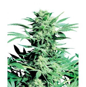 Shiva Skunk 10 ks štandardizované feminizované semená Sensi Seeds
