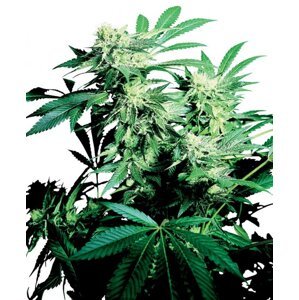 Skunk Kush 10 ks štandardizované feminizované semená Sensi Seeds