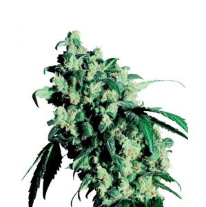 Super Skunk 10 ks štandardizované feminizované semená Sensi Seeds