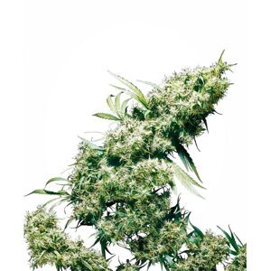 Jamaican Pearl - 10 ks feminizovaná semená Sensi Seeds