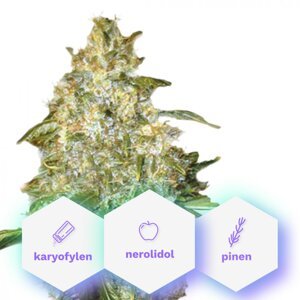 Auto Big Shark - samonakvitacie semená 10 ks Cannapio
