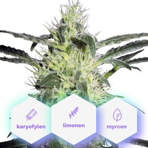 Auto G-Kush - samonakvétacie semienka 5 ks Cannapio