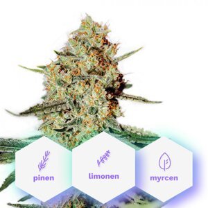 Auto Pure Haze - 3 ks samonakvitacie semienka Cannapio