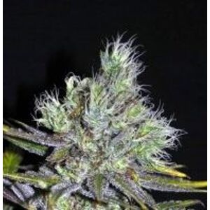 CBD Sweet Sour Widow - 5ks štandardizovaná semienka CBD Crew