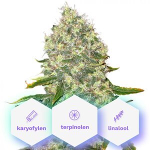 Sleep - samonakvétacie semienka 3 ks Cannapio Premium