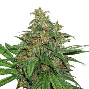 AK420 samonakvétací semena 3 ks Seedstockers