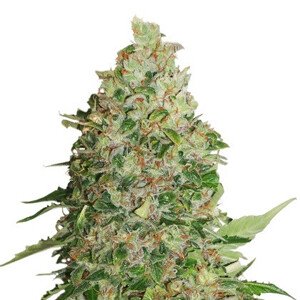 BCN Critical XXL feminizovaná semena 3 ks Seedstockers