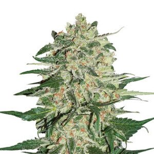 Big Bud feminizovaná semena 5 ks Seedstockers