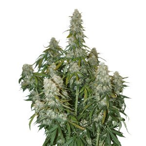 Big Bud samonakvétací semena 5 ks Seedstockers