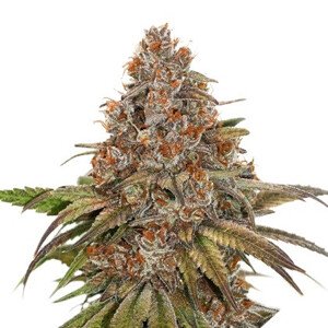 Blackberry Gum samonakvétací semena 3 ks Seedstockers