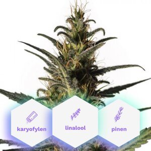 Wellness CBD - feminizované semená 10 ks Cannapio