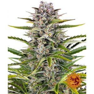 Gorilla Zkittlez Auto - samonakvétací semienka 5 ks Barney's Farm