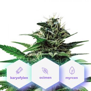 Pure Mountains CBD - feminizované semienka Cannapio Premium 3 ks