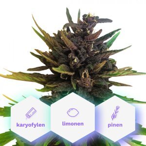 Auto Purple CBD - samokvitnúce semená Cannapio Premium 10 ks