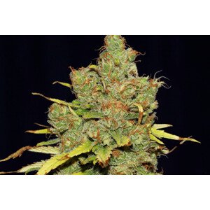 C99 x Blueberry Fast - feminizované semienka 5 ks Seedsman