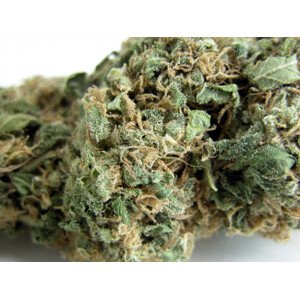 Original Skunk 1 - regulérne semená 10 ks Seedsman