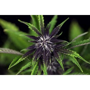 Pink Kush CBD 30:1 autoflowering semínka 5 ks Seedsman