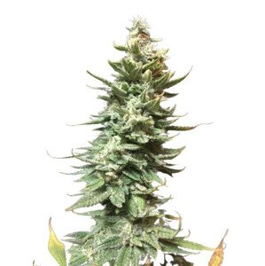 Amnesia Fast - feminizované semienka 5 ks Seedsman