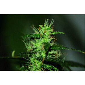 Original Afghani 1 - regular semená 10 ks Seedsman