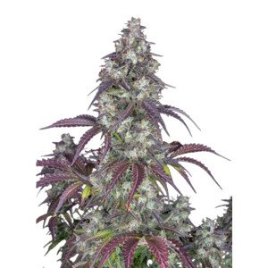 Lemon Pie Auto - autoflowering semená marihuany 3 ks Fast Buds